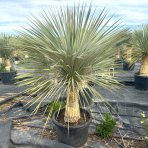 Yucca Rostrata - výška 140-160 cm, výška kmeňa: 50/60 cm, kont. C90L (-22°C) 